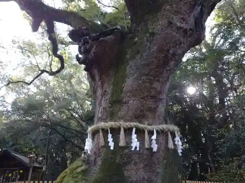 熱田神宮の自然