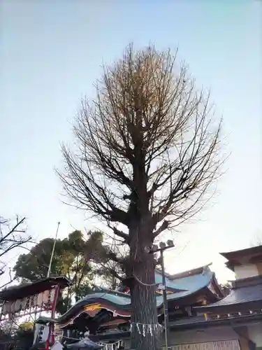 居木神社の自然