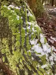 伊和神社の自然