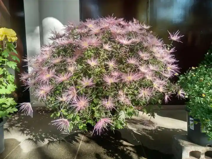 駒込天祖神社(東京都)