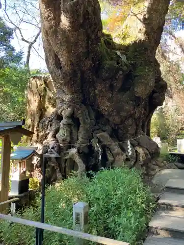 來宮神社(静岡県)