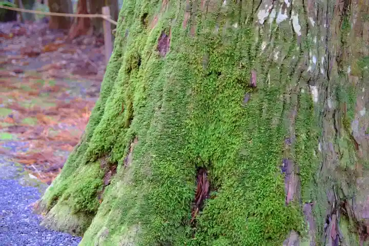 瀧原宮(皇大神宮別宮)の自然