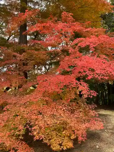 胡宮神社（敏満寺史跡）の自然