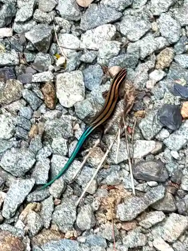 蚊里田八幡宮(長野県)