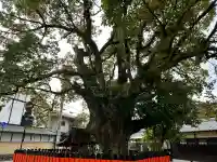 藤木社(賀茂別雷神社末社)(京都府)