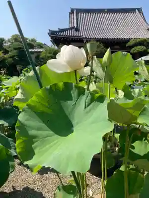 要法寺(神奈川県)