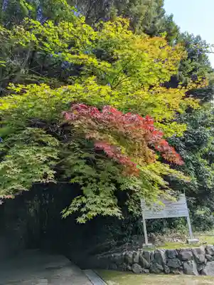 勝持寺（花の寺）の自然