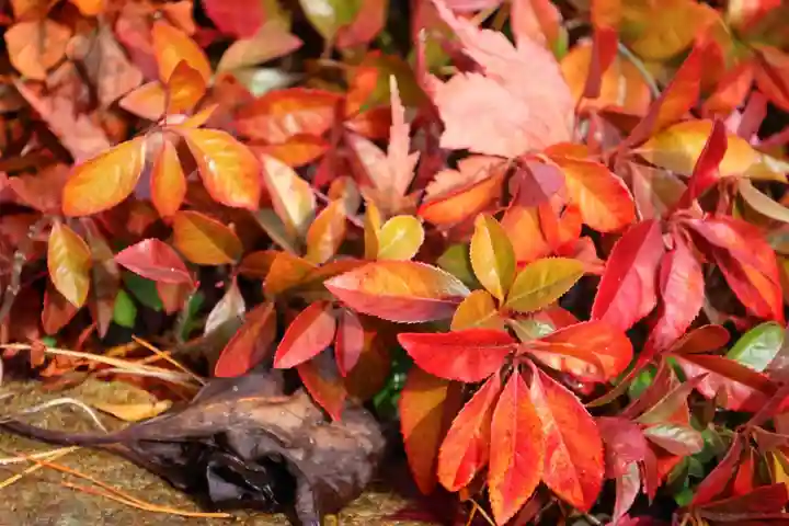 豊景神社(福島県)