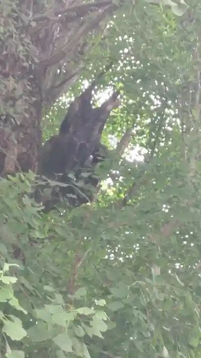 飛木稲荷神社(東京都)