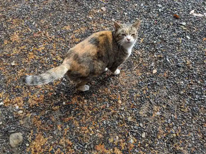 八幡社(柏井町)の動物