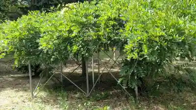 豊滝神社の自然