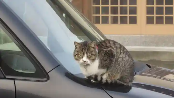 御誕生寺(猫寺)の動物