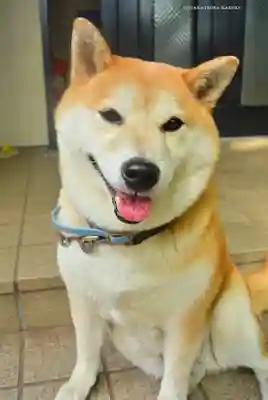 笠䅣稲荷神社(神奈川県)