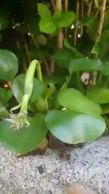 宗龍寺(愛知県)