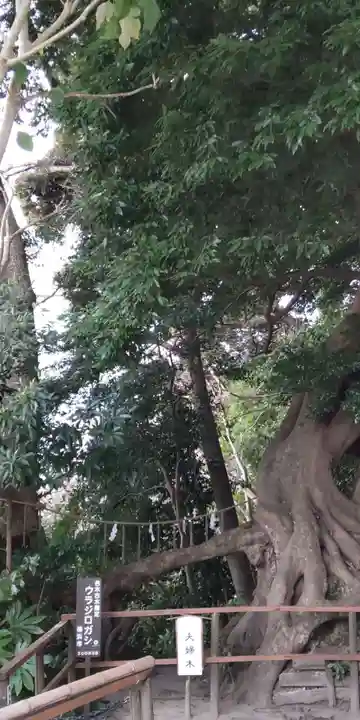 春日神社の自然