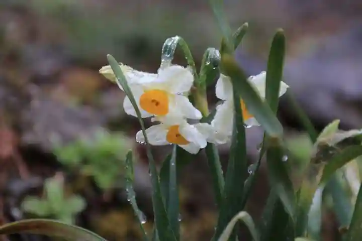 高司神社〜むすびの神の鎮まる社〜の自然
