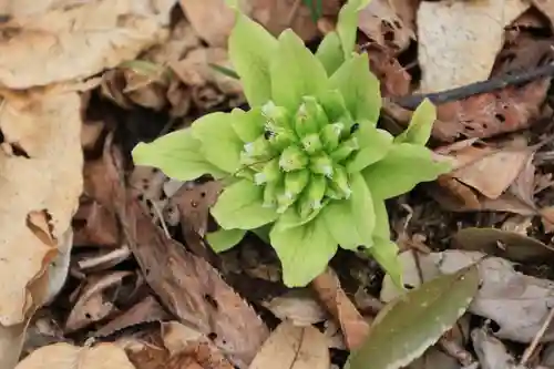 三渡神社の自然