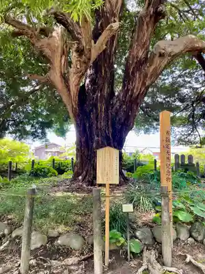 安養院　(田代寺）(神奈川県)