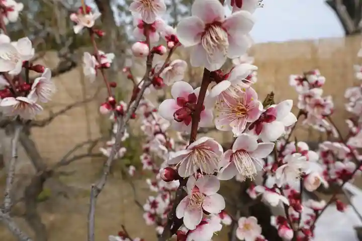 菅原天満宮(菅原神社)の自然