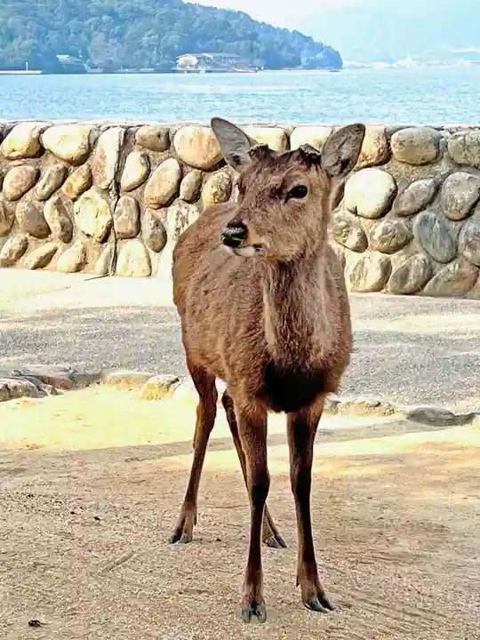 厳島神社(広島県)