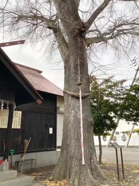 中の島神社の自然