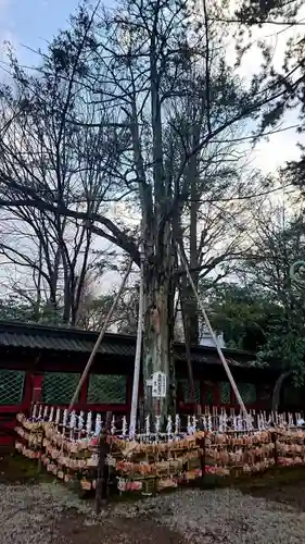 根津神社の自然