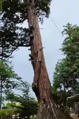 八幡宮の自然