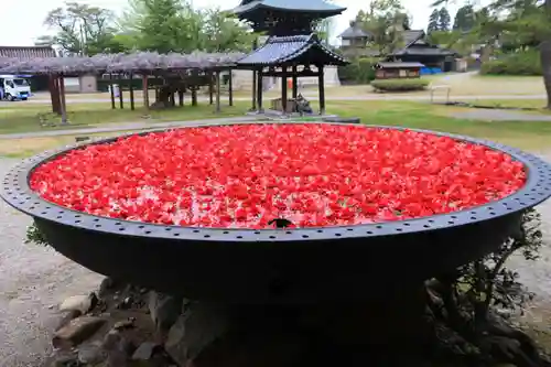 井波別院瑞泉寺の景色