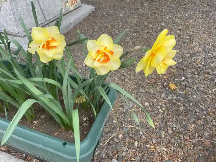 新琴似神社の自然