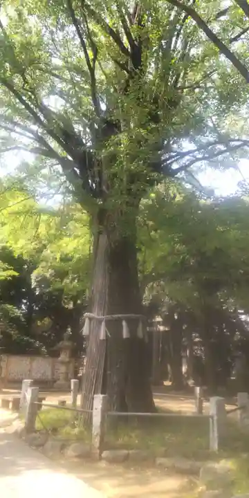 赤坂氷川神社(東京都)