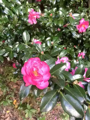 清洲山王宮　日吉神社の自然