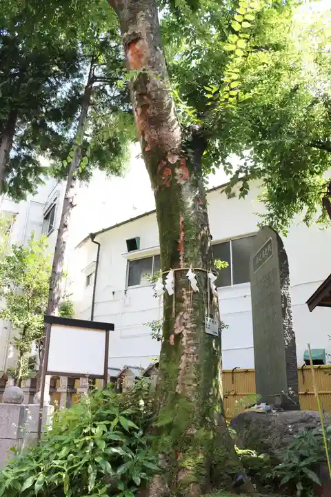 くまくま神社(導きの社 熊野町熊野神社)の自然