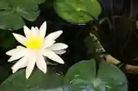 くまくま神社(導きの社 熊野町熊野神社)の自然
