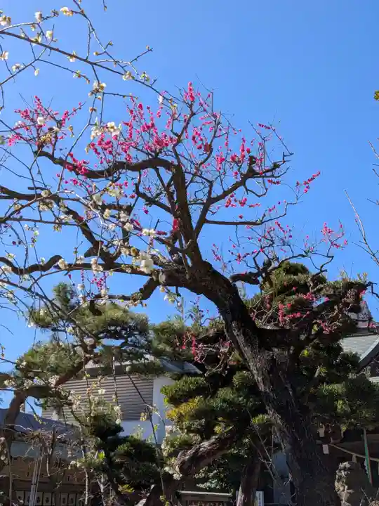 鳩森八幡神社(東京都)