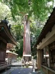 事任八幡宮の自然