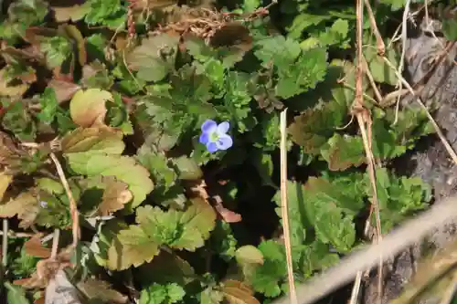 阿久津「田村神社」（郡山市阿久津町）旧社名：伊豆箱根三嶋三社の自然