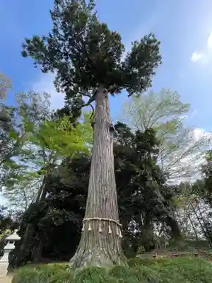 板倉熊野神社(千葉県)