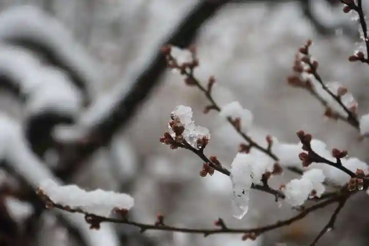 開成山大神宮の自然