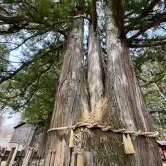 戸隠神社中社(長野県)