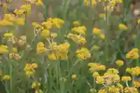 大六天麻王神社の自然