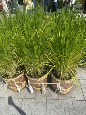 東京大神宮(東京都)