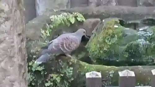 嶺御嶽神社の動物