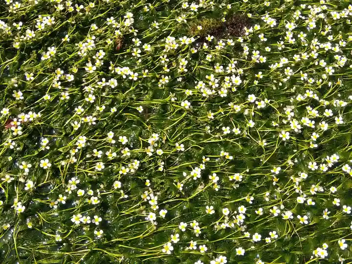 小烏神社(福井県)