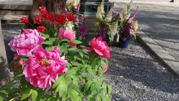 頂法寺(六角堂)の自然