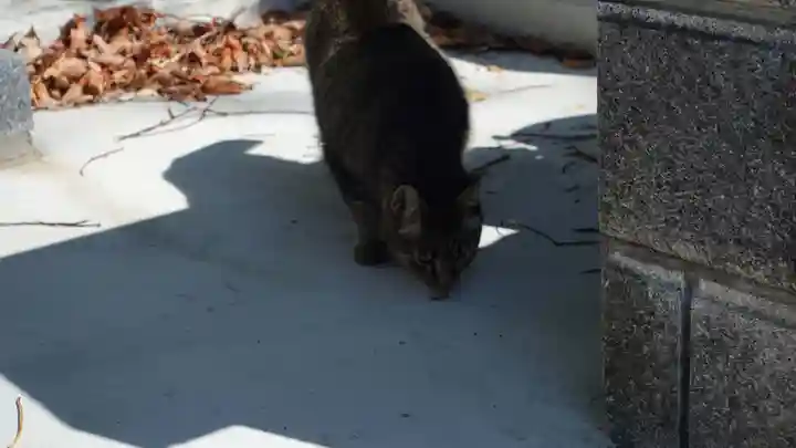 法輪寺(徳島県)