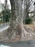 氷川神社の{uncategorized: "未分類", other: "その他", undefined: "問題あり", building: "その他建物", grave: "お墓", sacred_gate: "鳥居", guardian: "狛犬", statue: "像", buddha: "仏像", history: "歴史", nature: "自然", garden: "庭園", animal: "動物", pagoda: "塔", temizu: "手水舎", mountain_gate: "山門・神門", sanctuary: "本殿・本堂", subordinate: "末社・摂社", art: "芸術", scenery: "景色", jizo: "地蔵", ema: "絵馬", goshuin: "御朱印", omikuji: "おみくじ", items: "授与品その他", amulet: "お守り", goshuincho: "御朱印帳", eats: "食事", festival: "お祭り", votive_dance: "神楽", shichigosan: "七五三参", wedding: "結婚式", experience: "体験その他", initially: "初詣", around: "周辺", anti_infection: "感染症対策"}