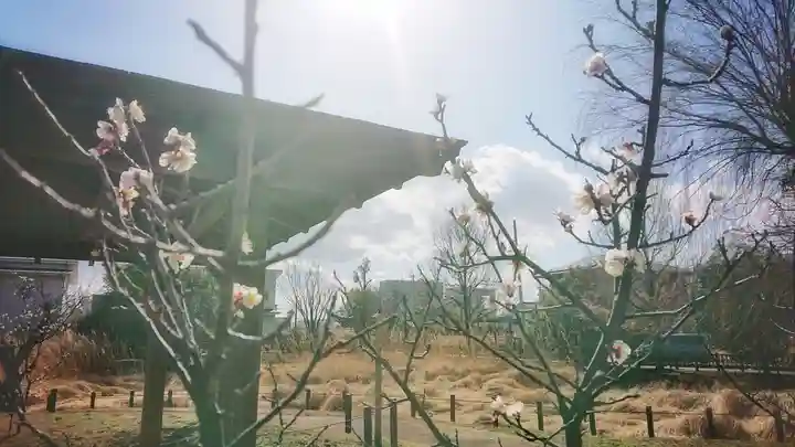 尾張大國霊神社(国府宮)の自然