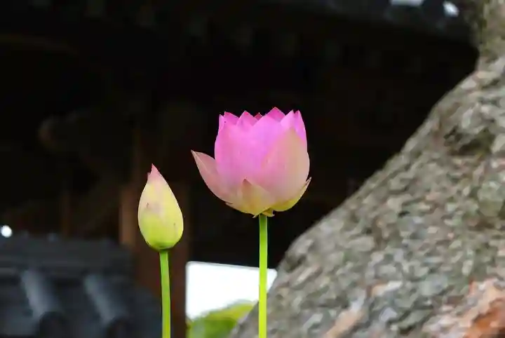 法源寺(山梨県)
