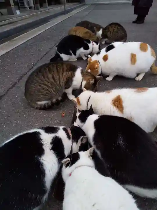 御誕生寺(猫寺)(福井県)