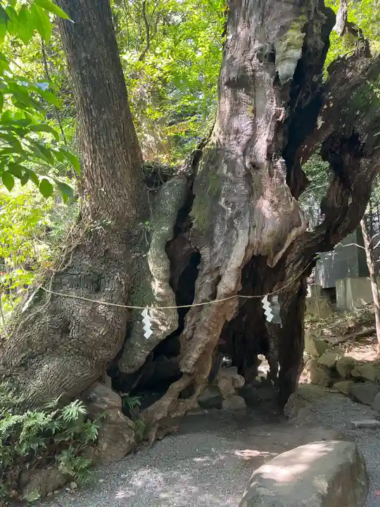 來宮神社の自然